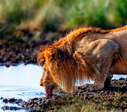 T-one-lion