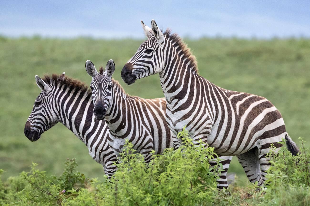 animal specie (2)