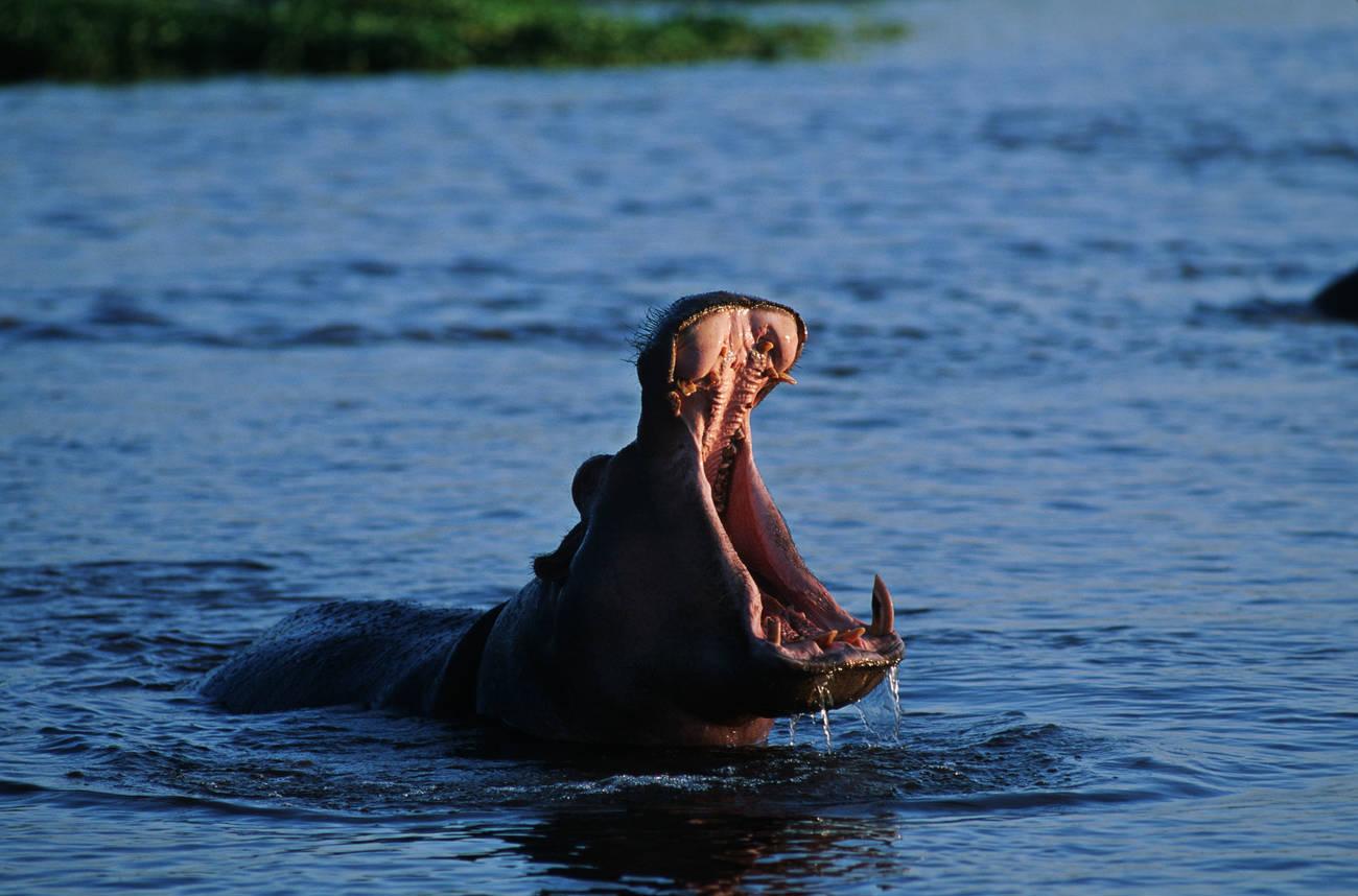 animal specie (7)